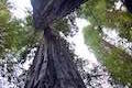 Drury-Chaney Trail Redwood Trees