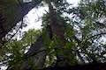 Drury-Chaney Trail Redwood Trees