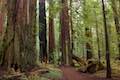 Drury-Chaney Trail Humboldt Redwoods State Park
