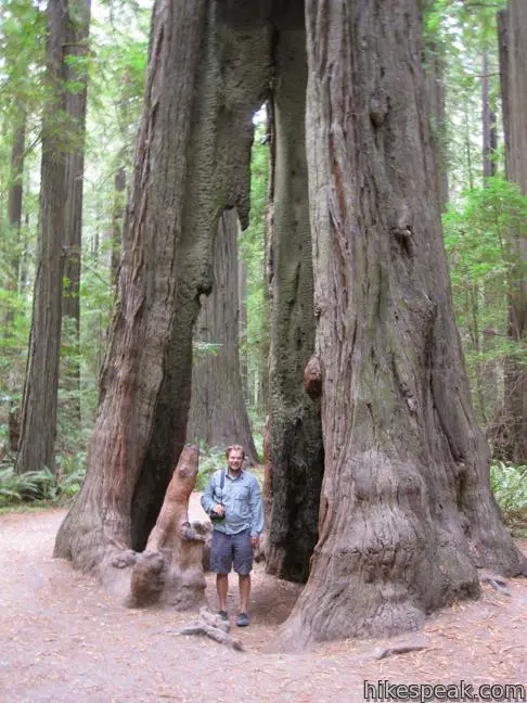 Humboldt Redwoods State Park