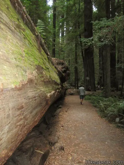 Humboldt Redwoods State Park