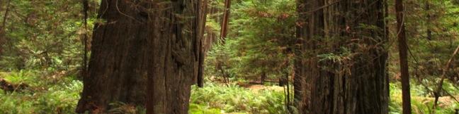 Founders Tree Trail in Humboldt Redwoods State Park