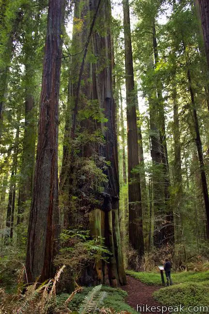 Girdled Tree Humboldt Redwoods State Park