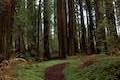 French Grove Humboldt Redwoods State Park