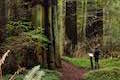 Girdled Tree Humboldt Redwoods State Park