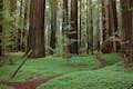Redwood Sorrel Trail Humboldt Redwoods State Park