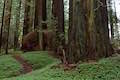 Redwood Sorrel Trail Humboldt Redwoods State Park