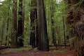 Grieg-French-Bell Trail Humboldt Redwoods State Park