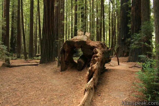 This half mile loop explores an old growth redwood forest across from the visitor center in Humboldt Redwoods State Park.