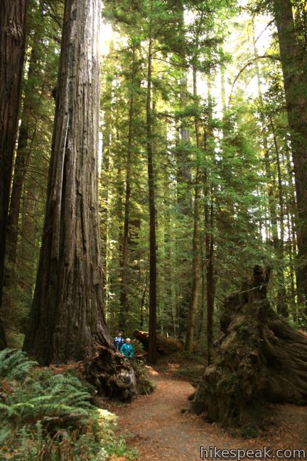 Humboldt Redwoods State Park