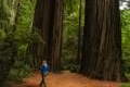 Stout Memorial Grove Redwoods