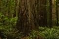 Jedediah Smith Redwoods State Park
