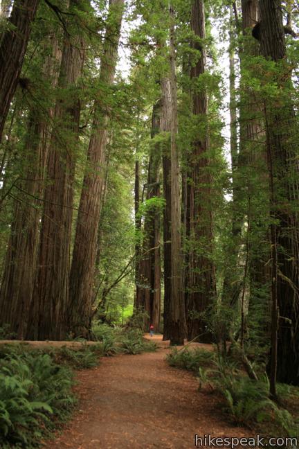 Stout Memorial Grove Trail Jedediah Smith Redwoods State Park