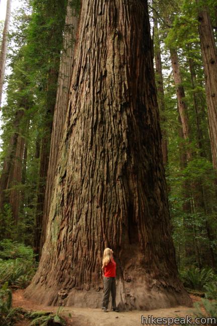 Stout Memorial Grove Jedediah Smith Redwoods State Park