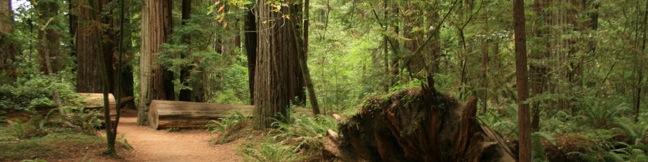 Stout Memorial Trail Redwood Grove CaliforniaJedediah Smith Redwoods State Park