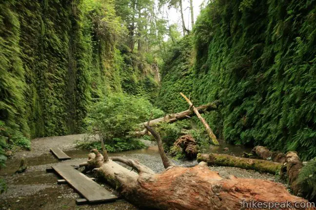 Fern Canyon