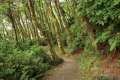 Fern Canyon Trail