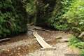 Fern Canyon Trail