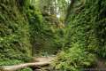 Fern Canyon Trail