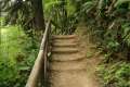 Fern Canyon Trail