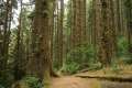 Fern Canyon Trail