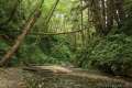 Fern Canyon Trail