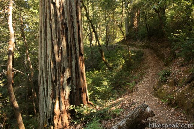 Richardson Grove Redwoods State Park