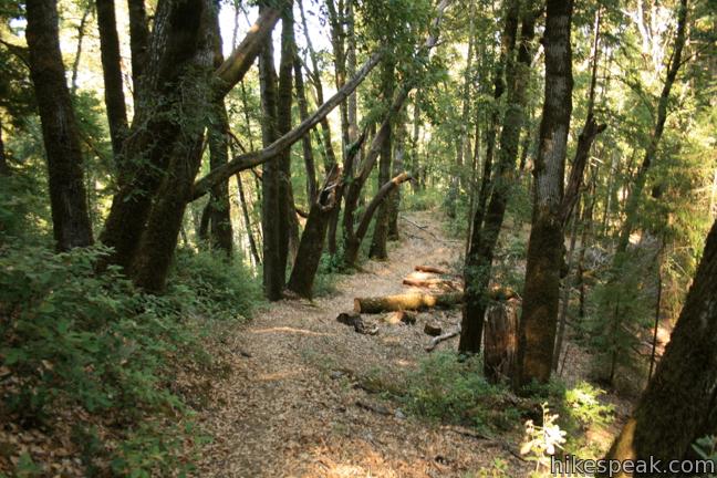 Richardson Grove Redwoods State Park