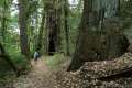Richardson Grove Redwoods State Park
