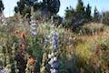 Haystack Butte Wildflowers