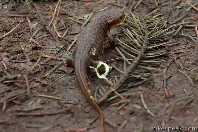 Rough-Skinned Newt Tualatin Hills Nature Park