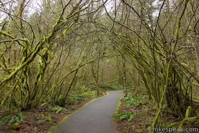 Vine Maple Trail Tualatin Hills Nature Park