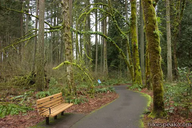 Vine Maple Trail Tualatin Hills Nature Park