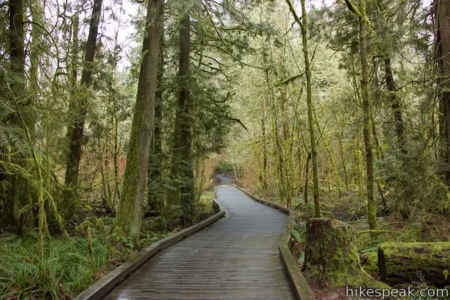 Vine Maple Trail Boardwalk Tualatin Hills Nature Park