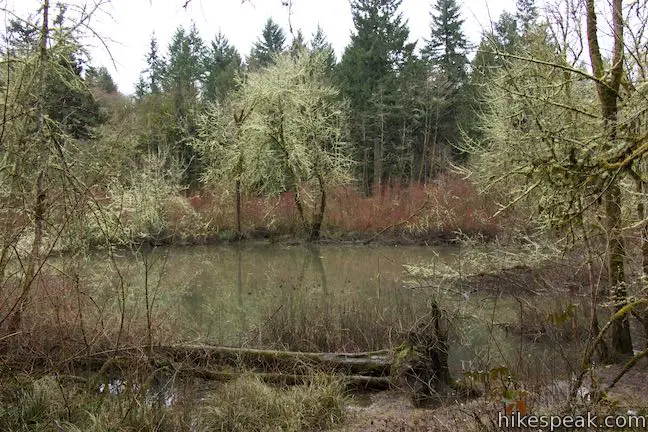 Lily Pond Tualatin Hills Nature Park