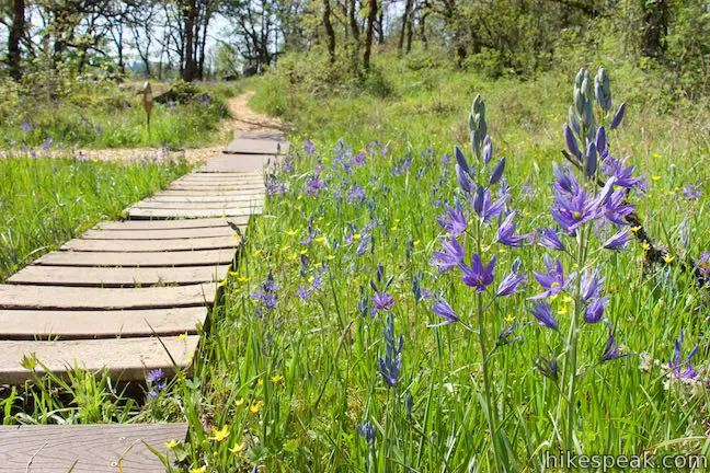 Camas lilies Camassia Natural Area