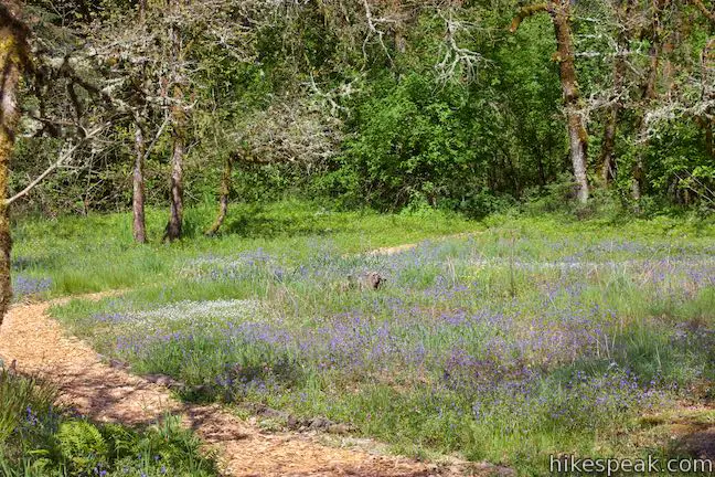 Camassia Natural Area Wildflower Meadow