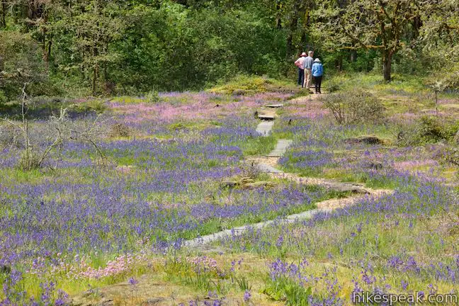 Camassia Natural Area Loop Trail