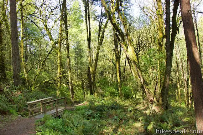 Licorice Fern Trail Canemah Bluff