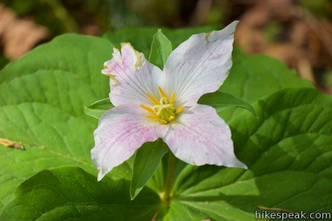 four-petal trillium