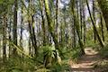 Licorice Fern Trail