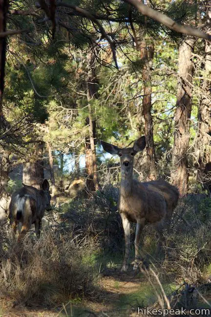 Deer Bend