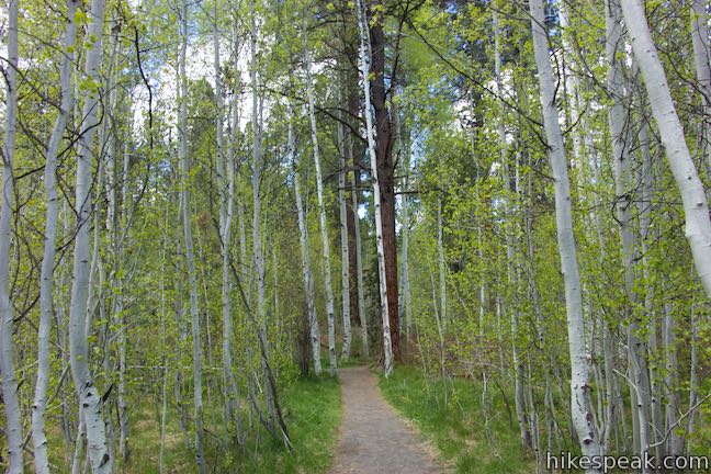 Shevlin Park Aspen Grove