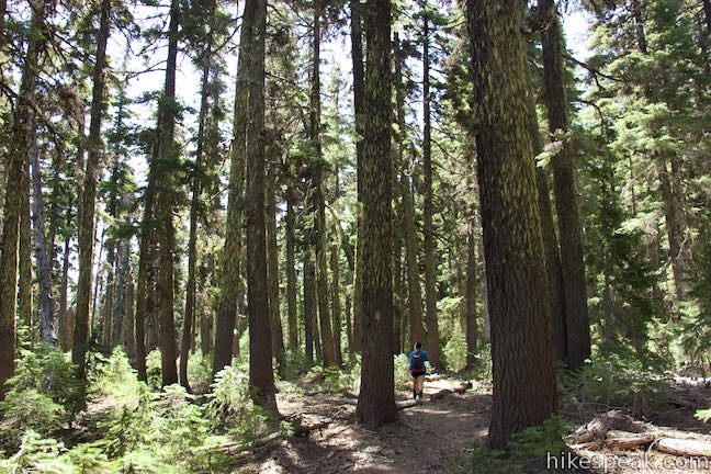 Swampy Lakes Trail Hike