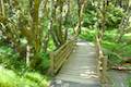 Oregon Coast Trail Bridge