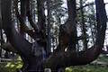 Octopus Tree Cape Meares