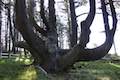 Octopus Tree Cape Meares State Park