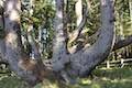 Octopus Tree Cape Meares Oregon