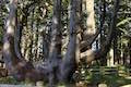 Octopus Tree Cape Meares Spruce Tree