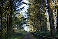 Cape Meares Lighthouse Trail